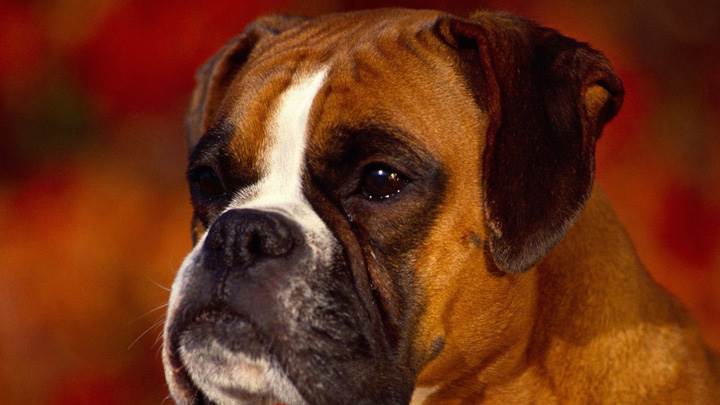 Brown Boxer Face Closeup